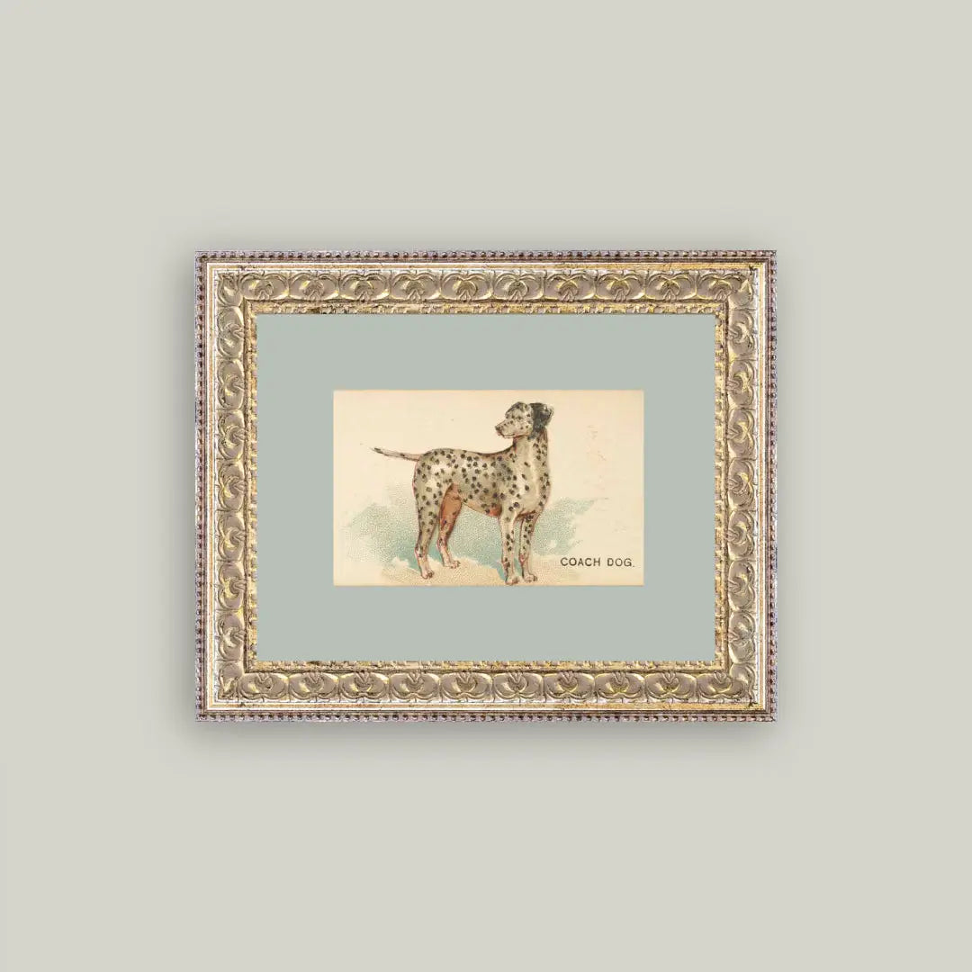 Dalmation Framed Antique Art