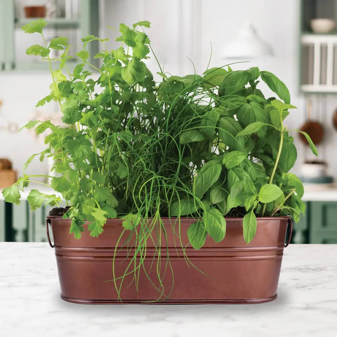 Culinary Herb Grow Kit