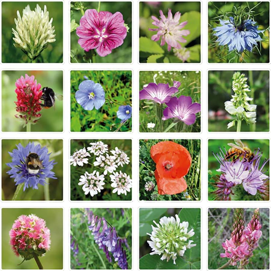 Teacher Seed Bomb Box